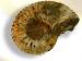 Ref-2145  Ammonite fossile