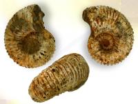 Ref-2145  Ammonite fossile