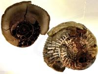 Ref-2154  Ammonite fossile