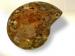 Ref-2153  Ammonite fossile polie
