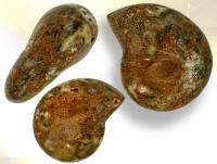 Ref-2153  Ammonite fossile polie
