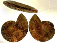 Ref-2155  Ammonite fossile